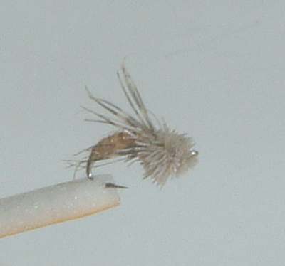 Hatching Sedge Pupa, Roberts
