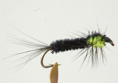 Montana Nymph