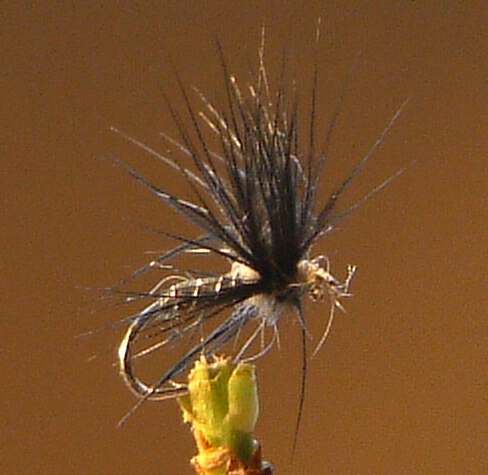mauvity soft hackle fly pattern