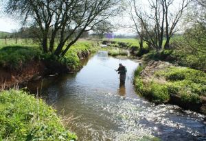crediton fly fishing club, brown trout fishing on river creedy in devon, uk