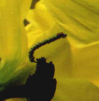 photograph of terrestrial fly - green caterpillar