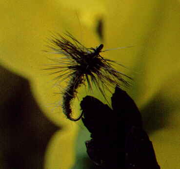 picture of dry fly pattern: sun fly