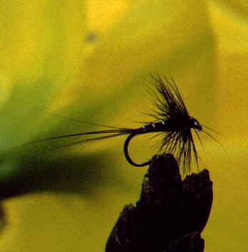 picture of dry fly: William's Favourite